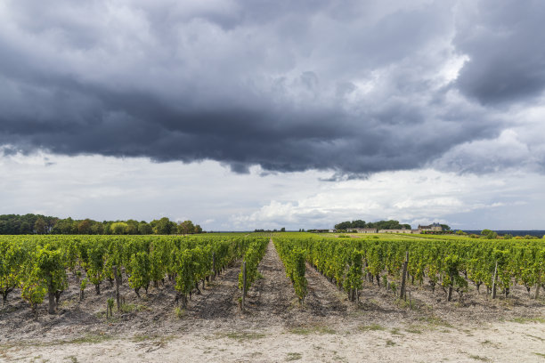 典型的葡萄园附近的Chateau d Yquem，苏特恩，波尔多，阿基坦，法国图片下载