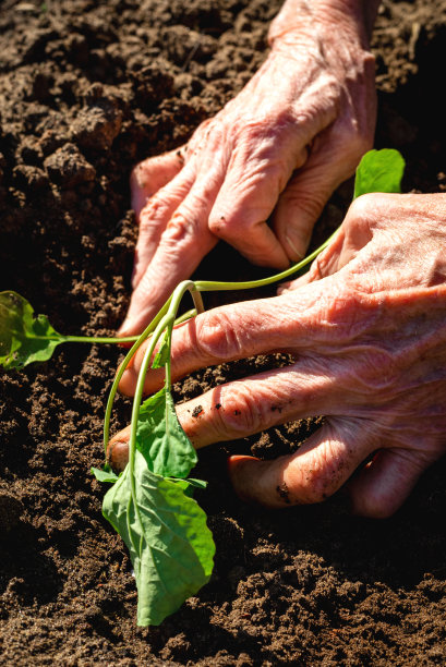 老人手里拿着一棵幼苗图片下载