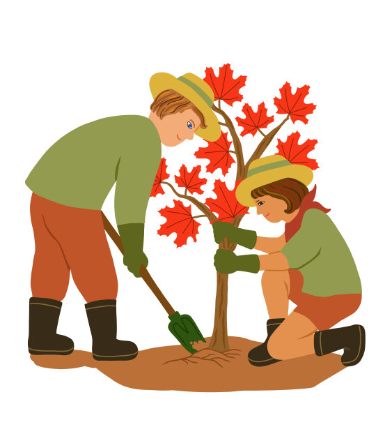年轻夫妇种植红枫树。户外园艺概念。白色背景插图。图片下载