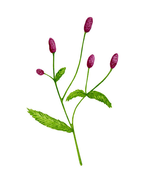 野生草本植物和野花。手绘水彩剪贴画。卡片、请柬、海报、织物印花、图案的设计元素。图片下载