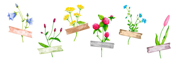 水彩野花下装饰丝带条。草地上的花。卡片，邀请，海报，织物印花，图案的设计元素的集合。图片下载