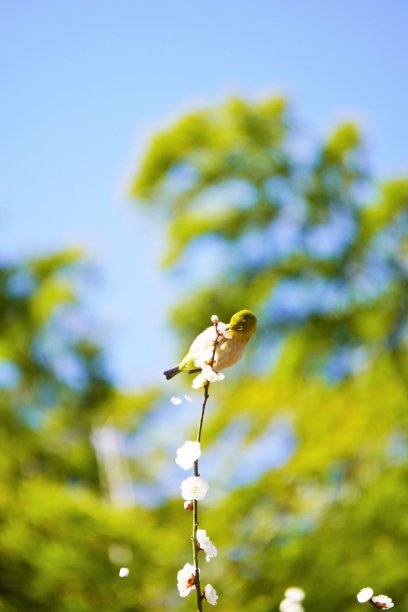 一只红毛小鸟，栖息在白梅枝上，白梅枝在晴空的映衬下笔直地伸展着，撒着花瓣，吸着花蜜图片下载