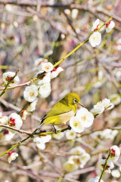 一只叫“白眼莺”的鸟，垂直地栖息在梅林的一根白梅枝头上图片下载