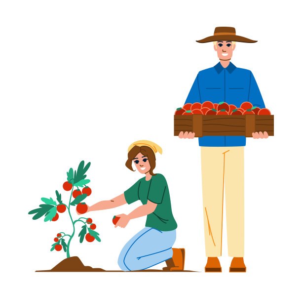 收获番茄载体图片下载