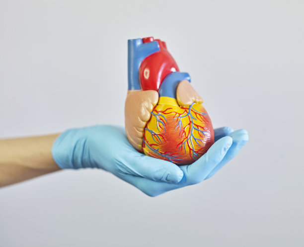 医生拿着一颗人的心脏图片下载