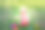女婴10个月大的夏天坐在草地上玩金字塔，幼儿早期发育，户外游戏图片下载