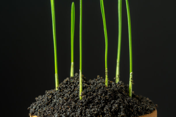 新鲜的小麦绿草生长在黑底的花盆里。图片下载