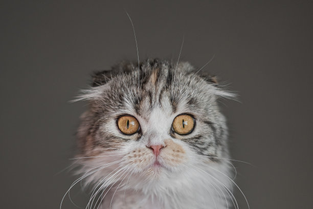 苏格兰折叠印花布小猫猫肖像接近灰色背景图片下载