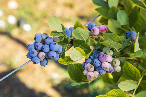 在土耳其伊兹密尔收获季节，蓝莓农场的树上挂着一串成熟的水果。蓝莓采摘历史。图片下载