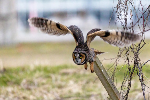 长耳猫头鹰，三角洲，BC省，加拿大图片下载
