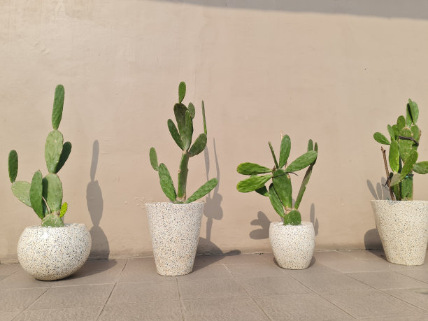 仙人掌栽在房子露台上的陶瓷花盆里图片下载