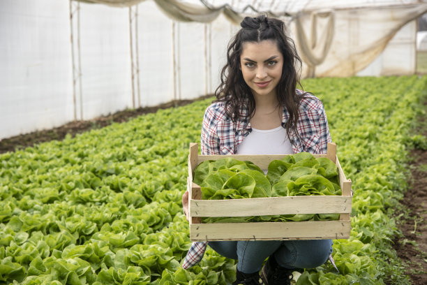 水声农场生菜的有机生产。图片下载
