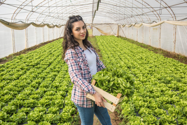 水声农场生菜的有机生产。图片下载