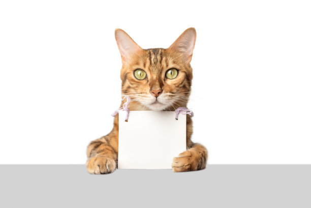 一只孟加拉猫的肖像，白色背景上，它的爪子上有一个白色的纸板横幅。图片下载