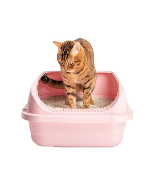 白色背景的厕所里的猫图片下载