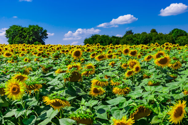 黄色向日葵的农田映衬着云雾缭绕的天空。向日葵。黄金日落。向日葵特写镜头。农业产业。耕地照片。花图片图片下载