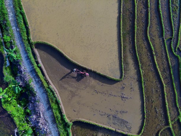 美丽的早晨，印度尼西亚全景风景稻田与美丽的色彩和天空自然光图片下载