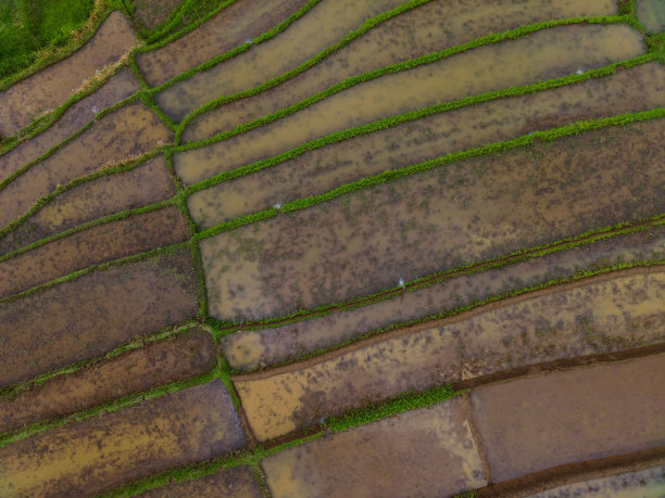 美丽的早晨，印度尼西亚全景风景稻田与美丽的色彩和天空自然光图片下载