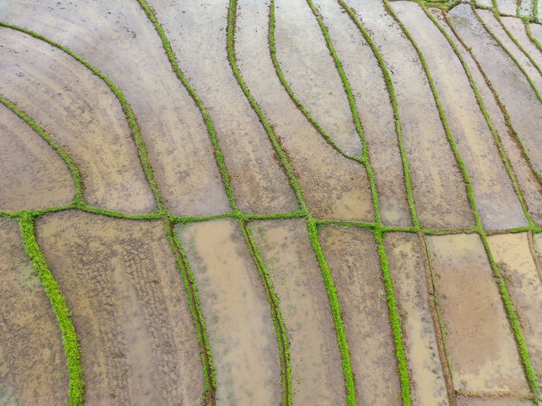 美丽的早晨，印度尼西亚全景风景稻田与美丽的色彩和天空自然光图片下载