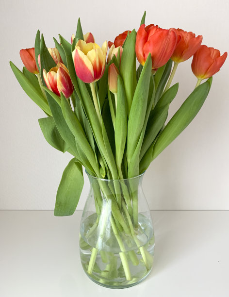 桌上的玻璃花瓶里插着一束红色郁金香图片下载