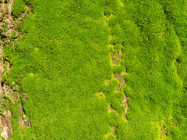 明亮的绿色软苔藓。树干上的苔藓。树的表面特写。自然元素背景图片下载