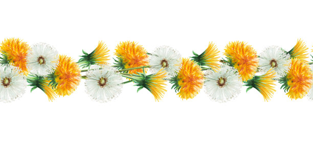 水彩边界蒲公英花和绿叶。手绘剪纸植物草甸插图在一个白色孤立的背景。为设计师，装饰，明信片，包装纸，剪贴簿，封面，请柬，婚礼设计，海报图片下载