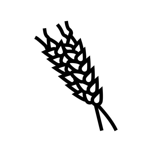 小穗成熟小麦线图标矢量插图图片下载