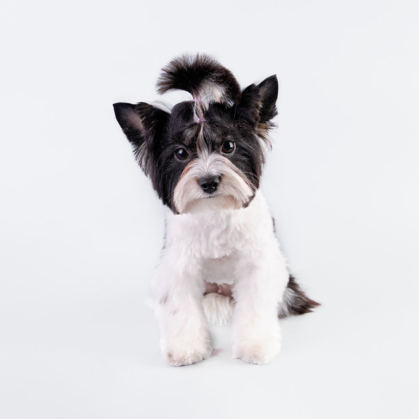 海狸品种约克夏梗的一种很棒的幼犬图片下载