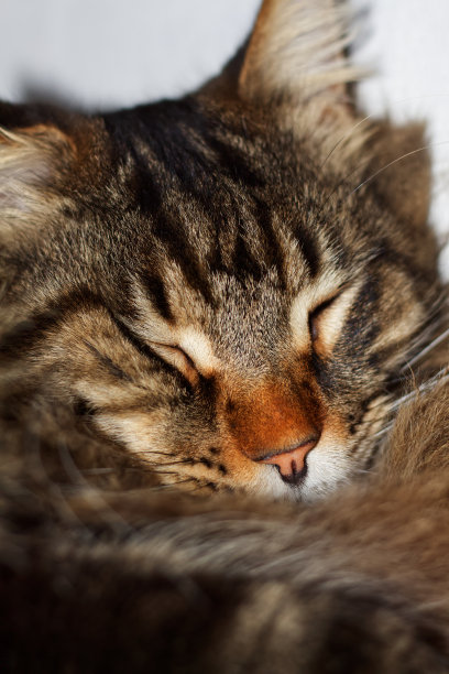 可爱的缅因猫头像软呢帽。乌克兰哈尔科夫图片下载