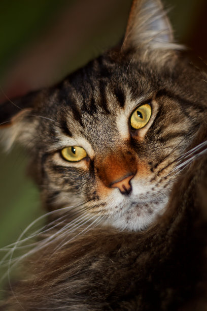 有趣的灰色缅因猫费多尔的肖像。乌克兰哈尔科夫图片下载