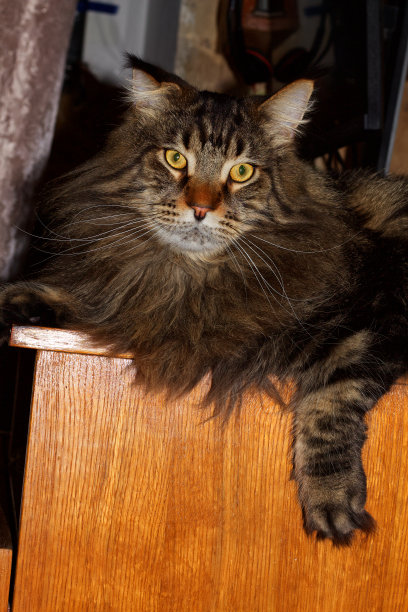 有趣的灰色缅因猫费多尔的肖像。乌克兰哈尔科夫图片下载
