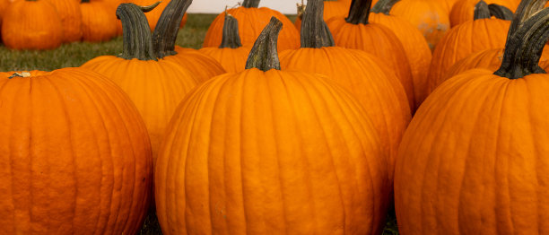 农场的万圣节南瓜图片下载