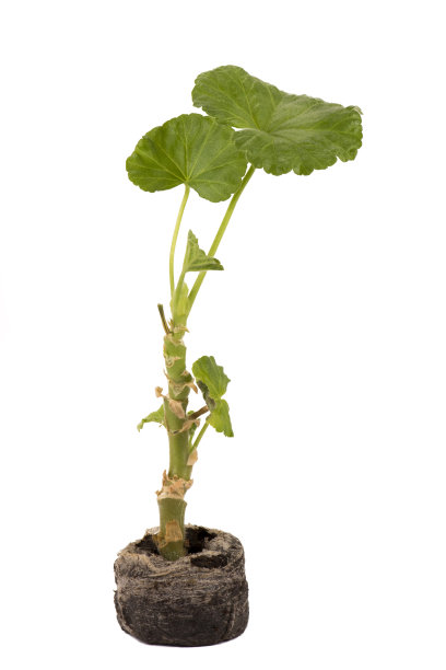 天竺葵或鹳草植物的幼芽分离在白色背景上。温室里的天竺葵幼苗。图片下载