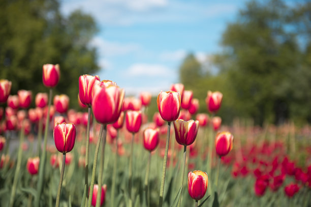 一片盛开的红色郁金香。鲜花草甸图片下载