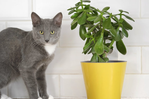 宠物和室内植物。灰色条纹家猫坐在附近的房子植物。图片用于兽医诊所，关于猫的网站，猫粮。花盆里的小猫和家里的花。动物和家里的花图片下载