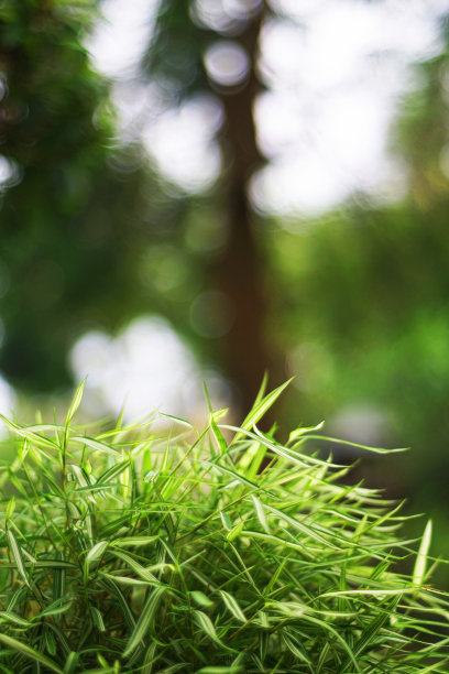 银竹丛图片下载