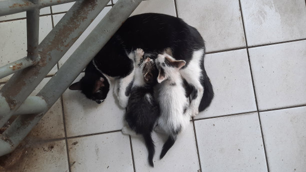 小猫在吃妈妈的奶。照片中捕捉到的可爱的宠物哺乳动物。图片下载