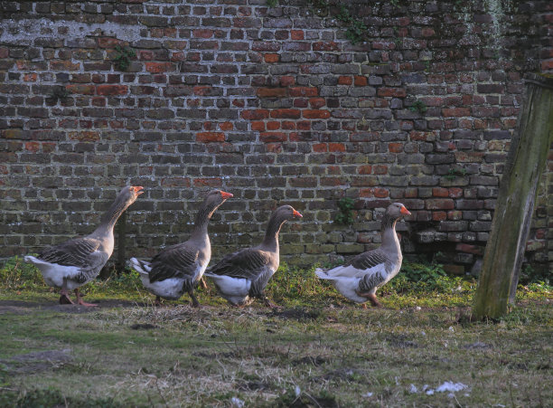 四只鹅在一堵旧砖墙前排成一行图片下载