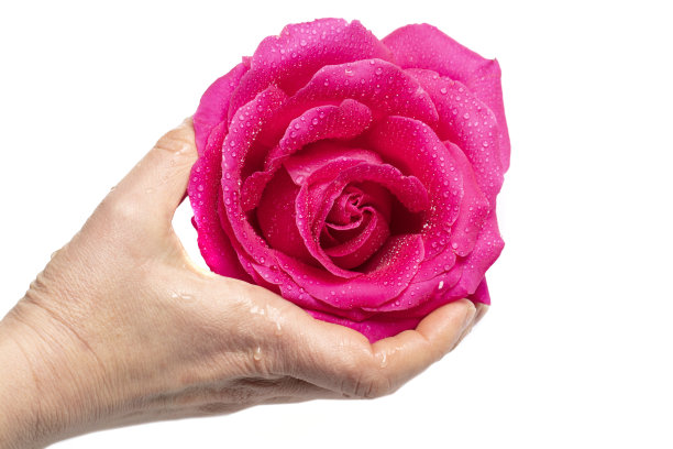 一只手拿着一朵大玫瑰，上面有露珠。图片下载