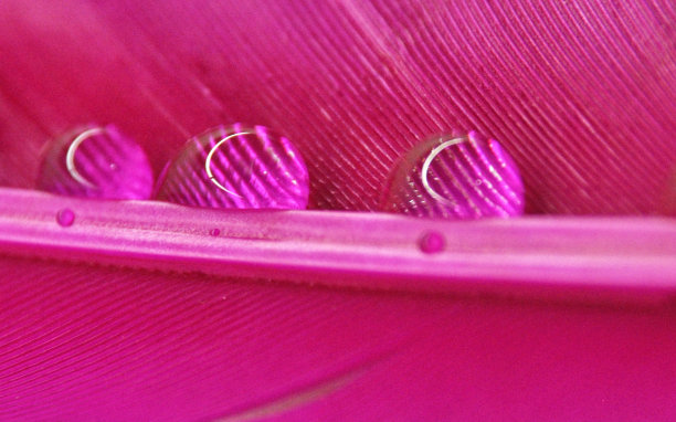 水滴在彩色染色鸭羽毛上的特写露珠粉洋红色图片下载