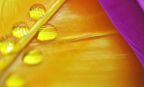 彩色染色鸭羽毛上的水滴在黄色和粉红色的露水上特写图片下载