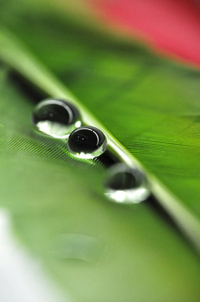 彩色染色鸭羽毛上的水滴在绿和红的露珠上特写图片下载