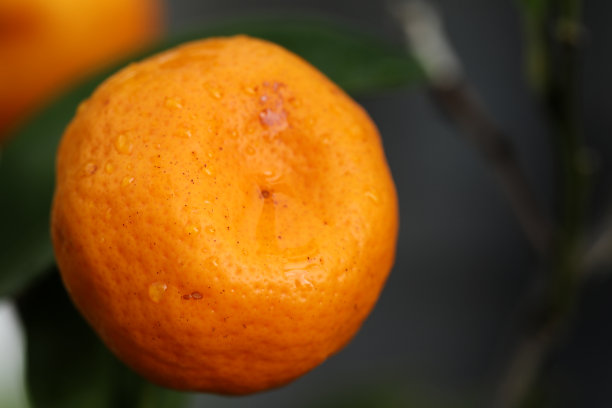 灌木上的金桔图片下载