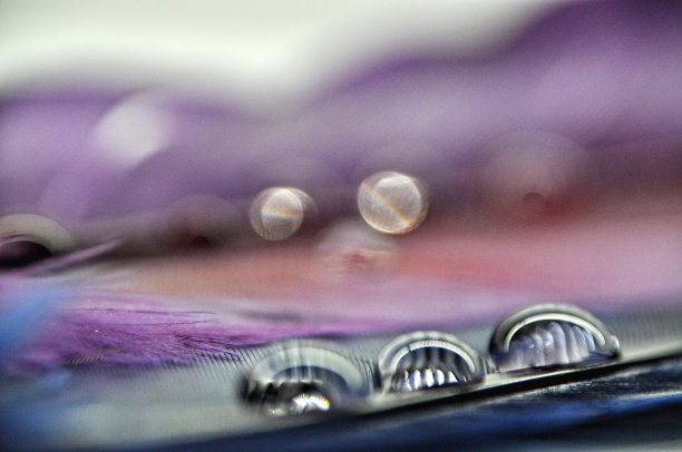 水滴在彩色染色鸭羽毛上的露水特写;紫色和蓝色图片下载