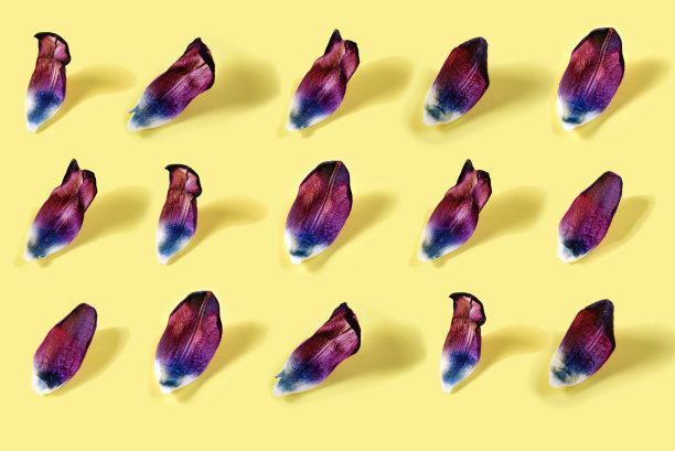 郁金香的花瓣图片下载