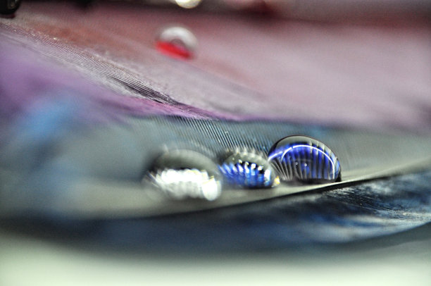 水滴在彩色染色鸭羽毛上的露水特写;紫色和蓝色图片下载