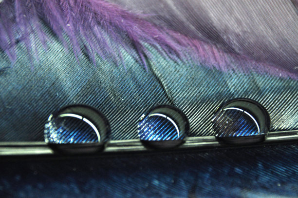 水滴在彩色染色鸭羽毛上的露水特写;紫色和蓝色图片下载