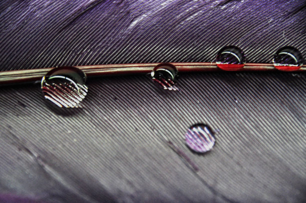 水滴在彩色染色鸭羽毛上的露水特写;紫色和蓝色图片下载