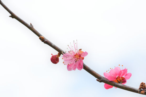 梅花图案图片下载