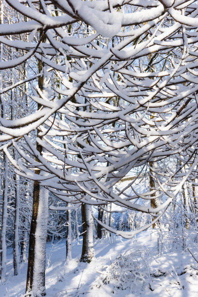 树上的雪与建筑物为背景，雪也在林地-库存照片图片下载
